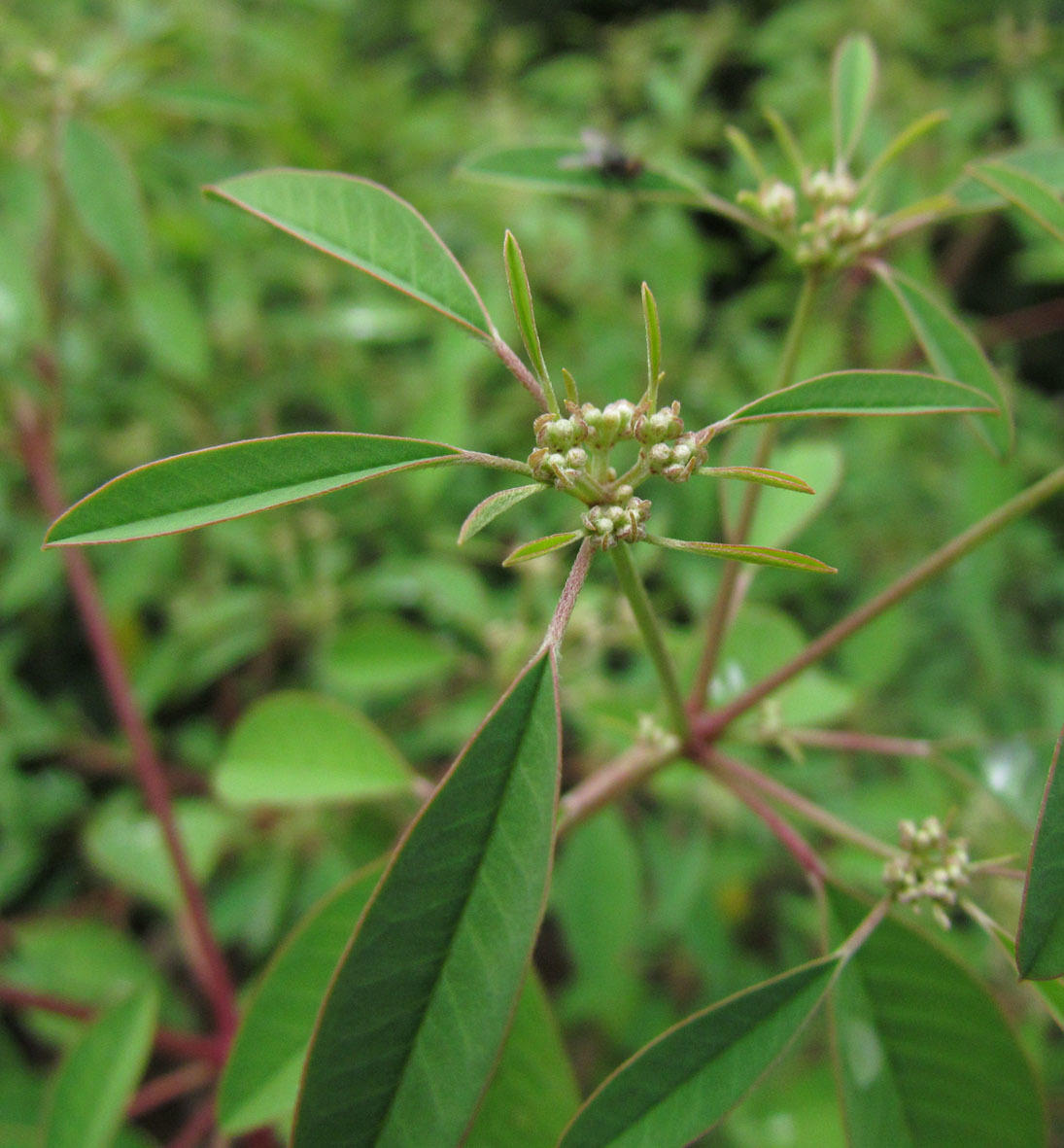Euphorbia leucocephala